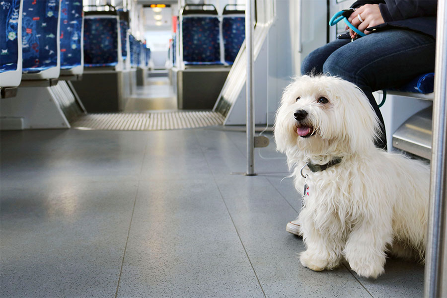 Ein Hund in der Straßenbahn